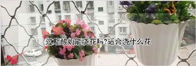 过期酸奶能浇花吗?适合浇什么花 | 妙招大全