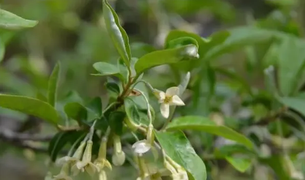 木半夏和胡颓子区别 | 生活妙招