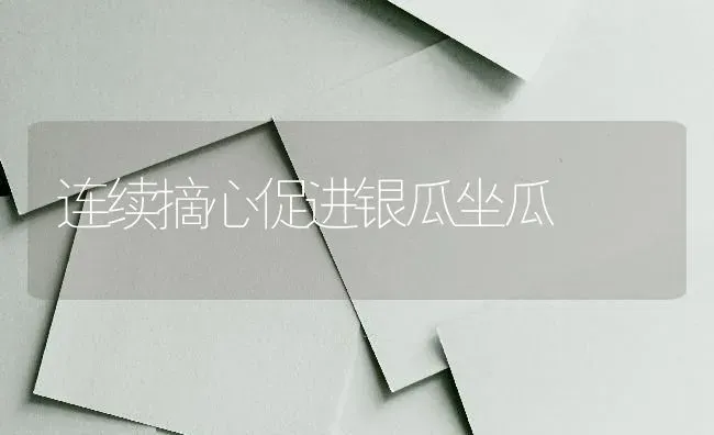 连续摘心促进银瓜坐瓜 | 养殖知识