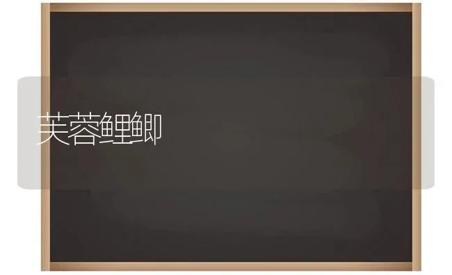 芙蓉鲤鲫 | 养殖知识