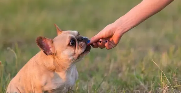 法斗属于什么档次的狗,法斗马犬哪个聪明？