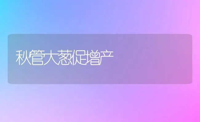 秋管大葱促增产 | 养殖技术大全