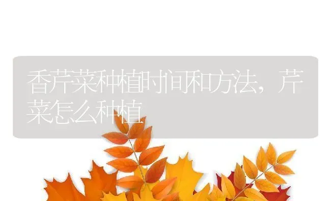 香芹菜种植时间和方法,芹菜怎么种植 | 养殖学堂