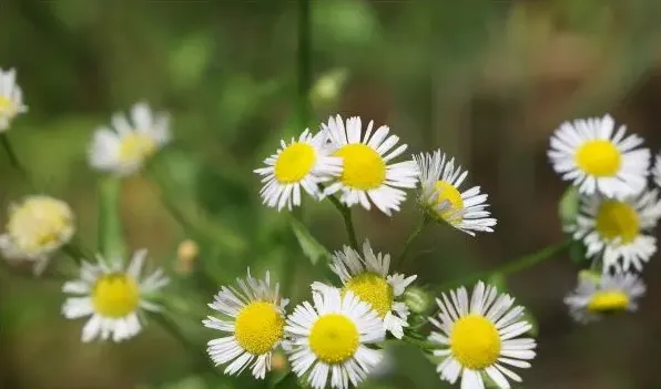 小雏菊怎么晾干花 | 农广天地