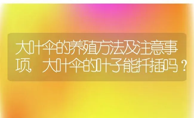 大叶伞的养殖方法及注意事项,大叶伞的叶子能扦插吗？ | 养殖科普