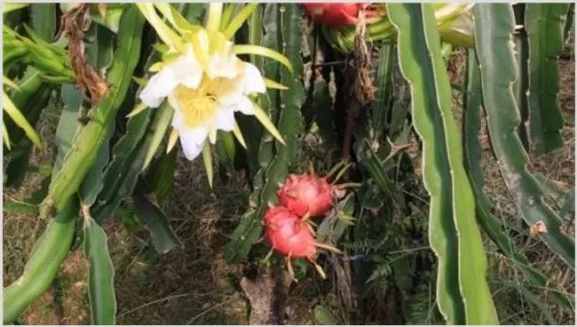 火龙果花期管理要点 | 三农知识