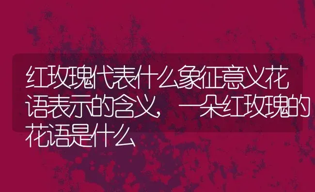 红玫瑰代表什么象征意义花语表示的含义,一朵红玫瑰的花语是什么 | 养殖学堂