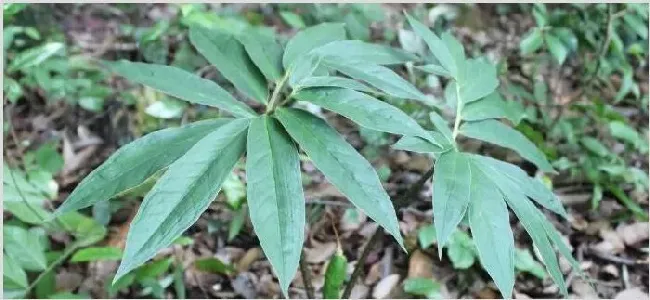 野生七叶一枝花有几种 | 三农知识