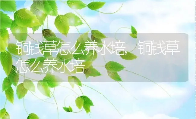 铜钱草怎么养水培,铜钱草怎么养水培 | 养殖科普