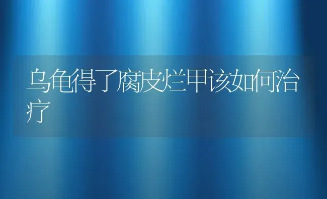 乌龟得了腐皮烂甲该如何治疗 | 养殖学堂