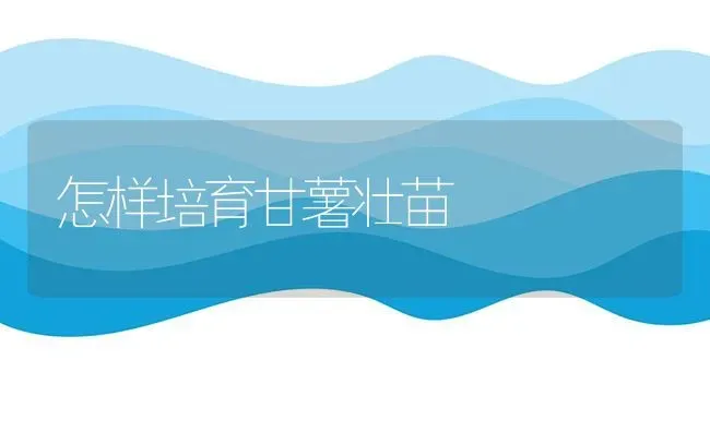 怎样培育甘薯壮苗 | 养殖技术大全