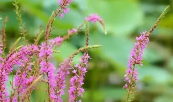 千屈菜花期 | 生活妙招