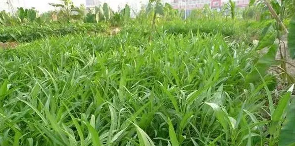 空心菜的高产种植技术及施肥要点 | 生活常识