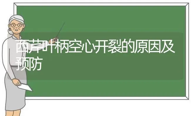 西芹叶柄空心开裂的原因及预防 | 养殖知识