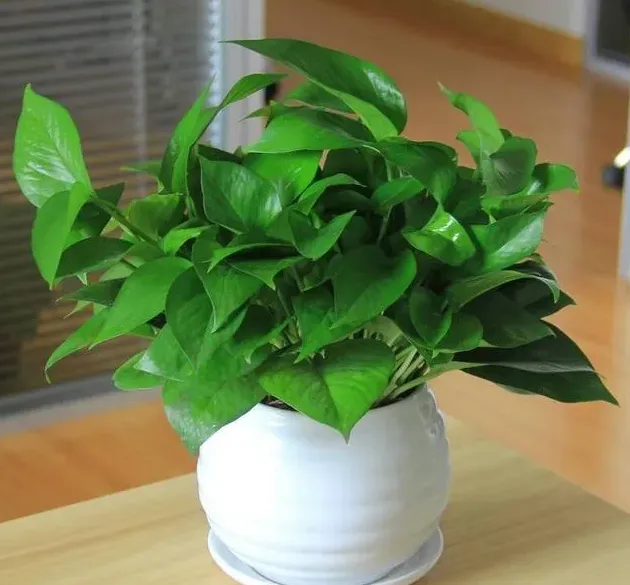 绿萝的作用有哪些,您知道绿萝的作用有哪些吗？