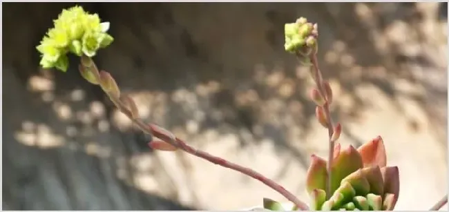 花箭是什么 | 生活常识