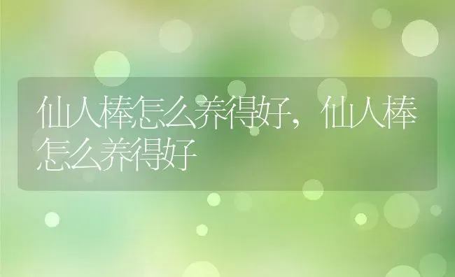 仙人棒怎么养得好,仙人棒怎么养得好 | 养殖科普