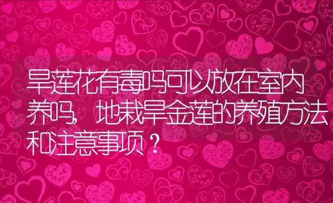 旱莲花有毒吗可以放在室内养吗,地栽旱金莲的养殖方法和注意事项？ | 养殖科普