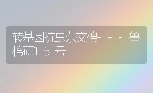 转基因抗虫杂交棉---鲁棉研15号 | 养殖技术大全