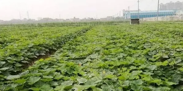 南瓜栽培想实现丰产，植株调整三步骤非常重要！ | 妙招大全