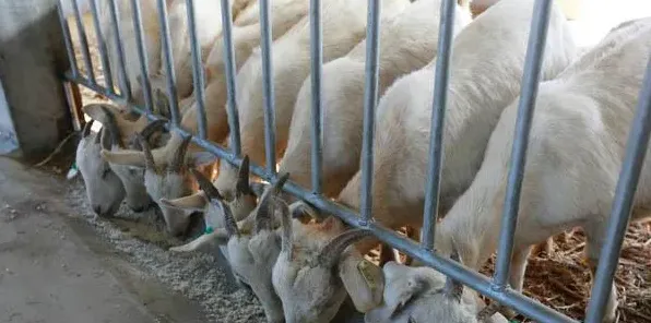 肉羊养殖增重技巧有哪些方法 | 农广天地