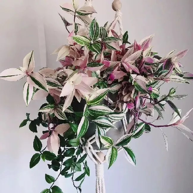 油画吊兰怎么养,新买的油画吊兰的上盆方法？