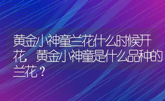 黄金小神童兰花什么时候开花,黄金小神童是什么品种的兰花？ | 养殖科普