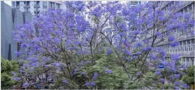 蓝楹花和蓝花楹区别 | 农广天地