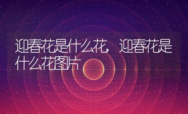 迎春花是什么花,迎春花是什么花图片 | 养殖资料