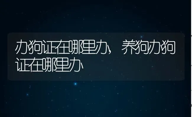 办狗证在哪里办,养狗办狗证在哪里办 | 养殖科普