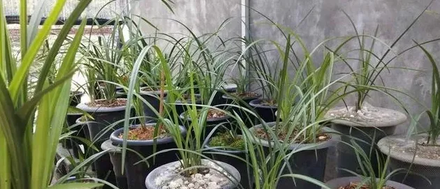 兰花用什么土栽培,兰花的栽培需要什么样的土壤?兰花喜欢阳光吗?日常浇水怎么浇?