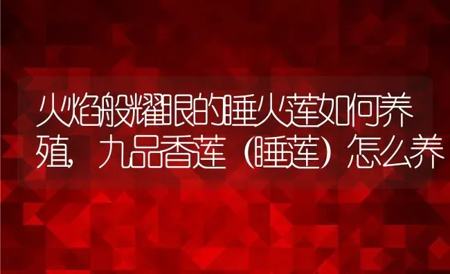 火焰般耀眼的睡火莲如何养殖,九品香莲（睡莲）怎么养 | 养殖学堂