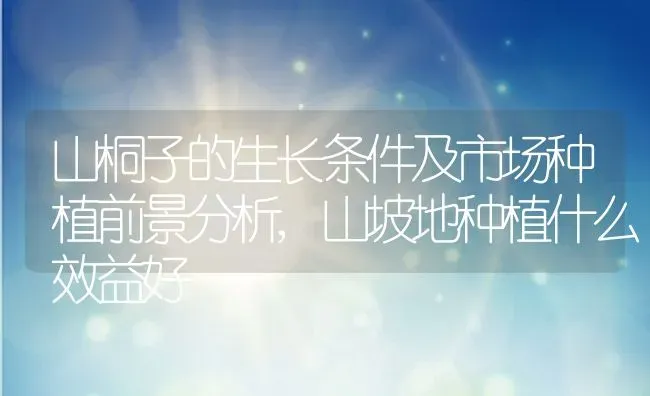 山桐子的生长条件及市场种植前景分析,山坡地种植什么效益好 | 养殖学堂