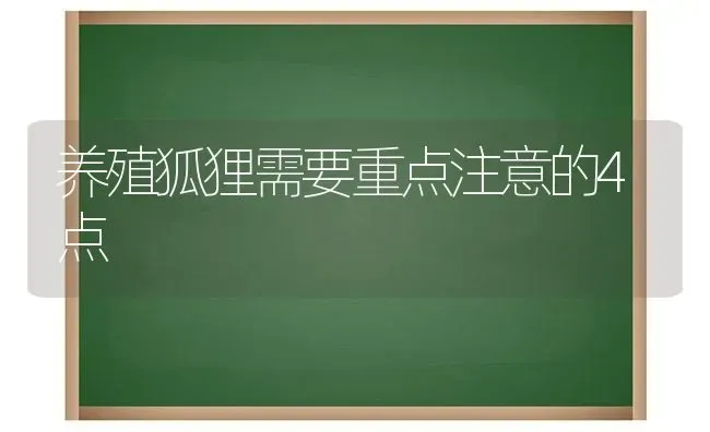 养殖狐狸需要重点注意的4点 | 养殖知识