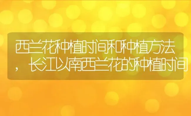 西兰花种植时间和种植方法,长江以南西兰花的种植时间 | 养殖学堂