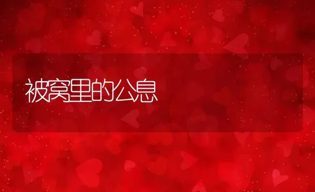 被窝里的公息 | 养殖科普