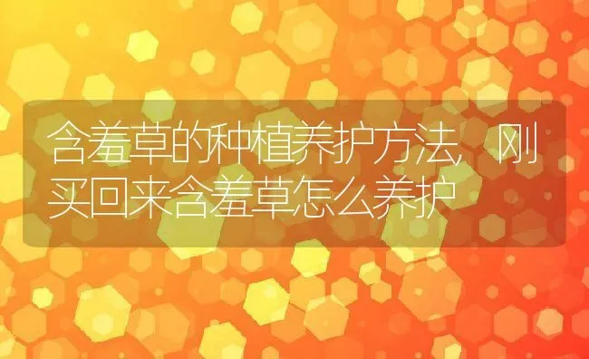 含羞草的种植养护方法,刚买回来含羞草怎么养护 | 养殖学堂