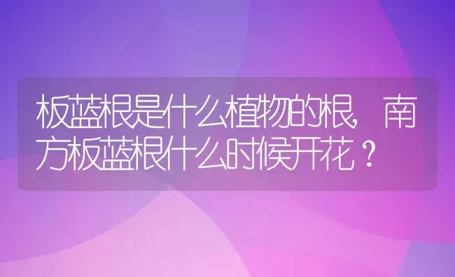 板蓝根是什么植物的根,南方板蓝根什么时候开花？ | 养殖科普