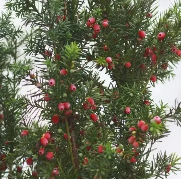 红豆杉怎么养,在家里如何种植红豆杉？