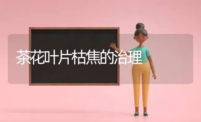 茶花叶片枯焦的治理 | 养殖知识