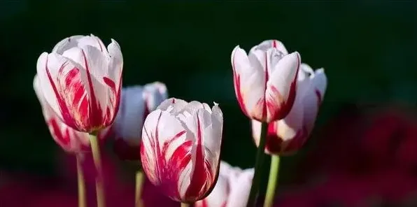 过生日送什么花好 | 三农知识
