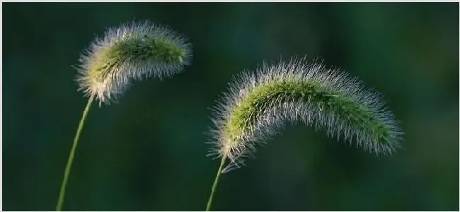 狗尾草的寓意 | 实用知识