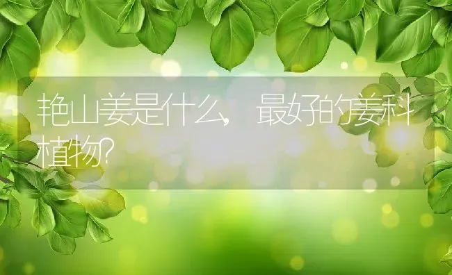 艳山姜是什么,最好的姜科植物？ | 养殖科普