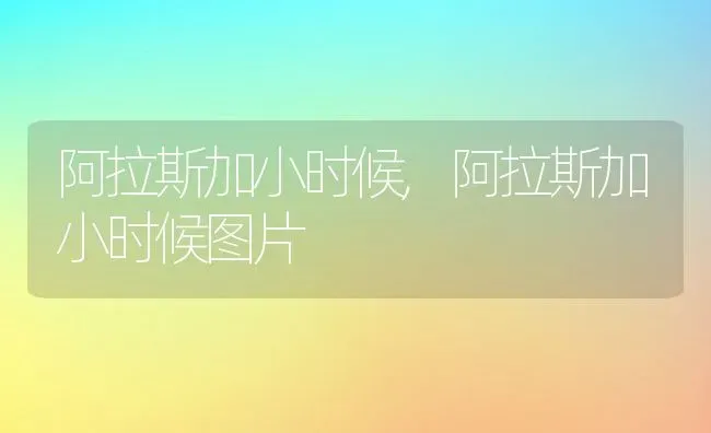 阿拉斯加小时候,阿拉斯加小时候图片 | 养殖科普