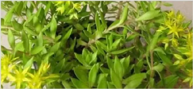 正常人可以吃垂盆草吗 | 生活常识