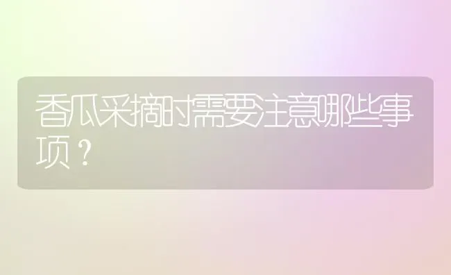 香瓜采摘时需要注意哪些事项? | 养殖技术大全