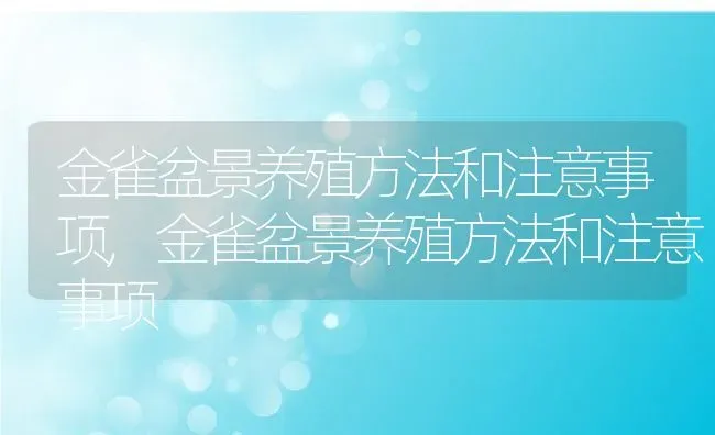 金雀盆景养殖方法和注意事项,金雀盆景养殖方法和注意事项 | 养殖科普