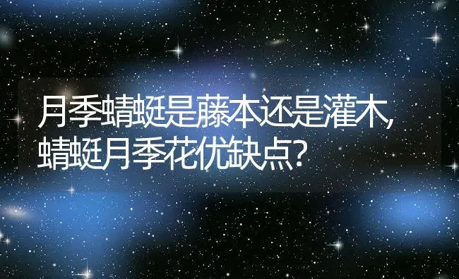 月季蜻蜓是藤本还是灌木,蜻蜓月季花优缺点？ | 养殖科普