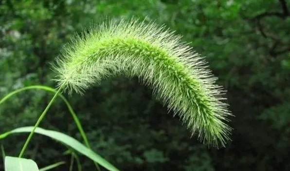 狗尾草的寓意 | 实用知识