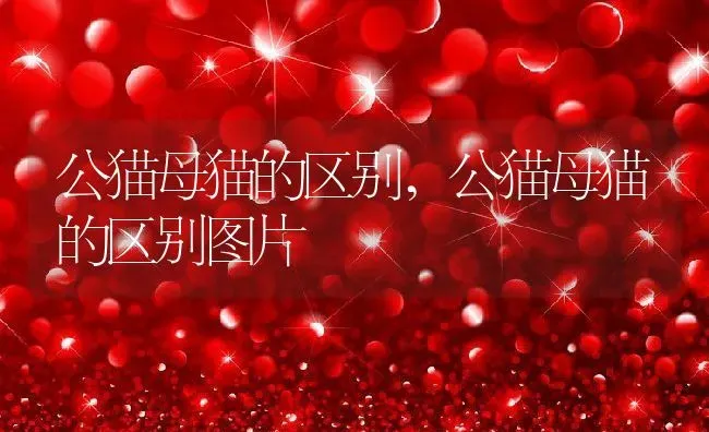 公猫母猫的区别,公猫母猫的区别图片 | 养殖科普